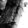 Tree Scar